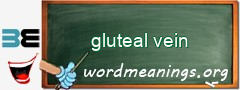 WordMeaning blackboard for gluteal vein